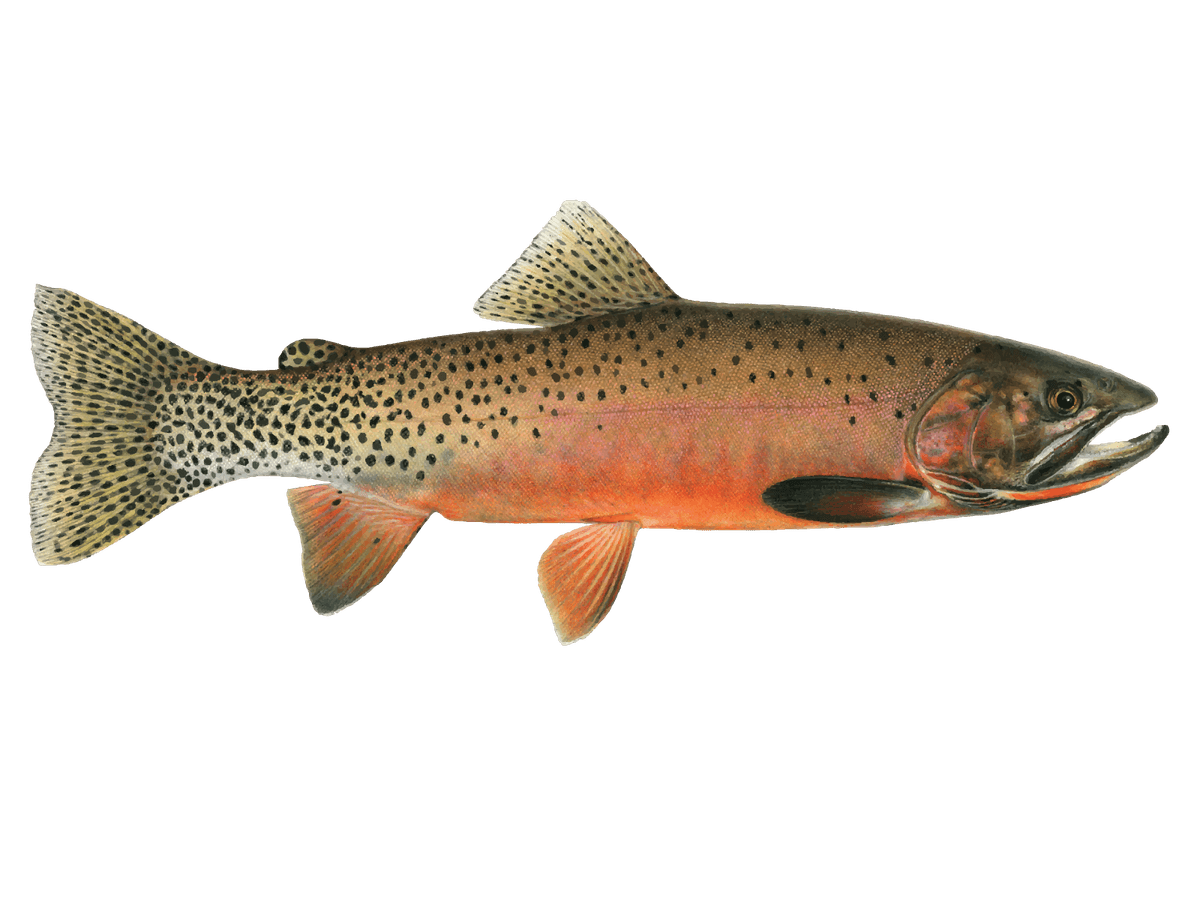 Cutthroat Trout